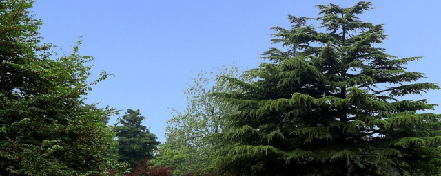 关于松树的寓意介绍(松树的象征)