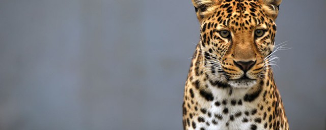 金钱豹的含义(什么叫金钱豹)