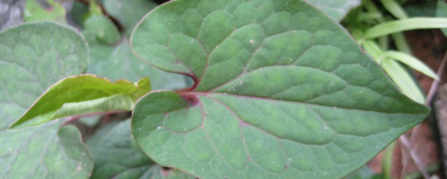 鱼腥草消炎用叶还是根比较好(鱼腥草用根还是用叶)