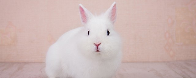 盘点夏天养兔子注意事项(冬天养兔子注意事项)