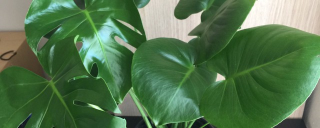 龟背竹的寓意是什么(龟背竹的寓意和象征风水)