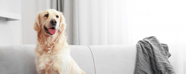 晚上超过几点不要喂狗(早晚几点喂狗最合适)