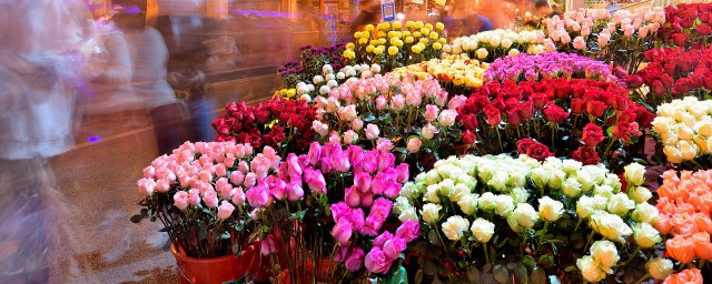 玫瑰花多少朵有什么寓意(玫瑰花多少朵寓意好)