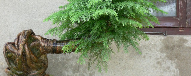 澳洲杉的摆放禁忌有什么(澳洲杉可以放家里吗)