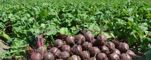 甜菜是叫什么菜(甜菜是哪的)