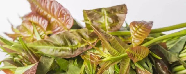 香椿的功效与作用禁忌是什么(香椿的功效与作用什么人不能吃)