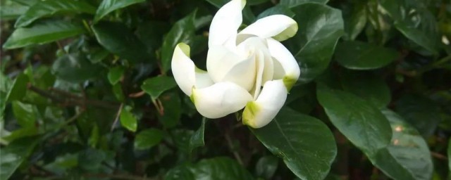 栀子花开寓意是什么(栀子花开预示着什么)