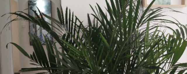 富贵椰子竹不能摆在哪里(椰子富贵竹怎么养)