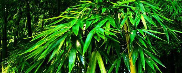 竹子代表的是什么呢(竹子象征的是什么)