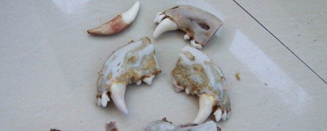 狼牙佩戴禁忌有哪些(狼牙狗牙佩戴禁忌)