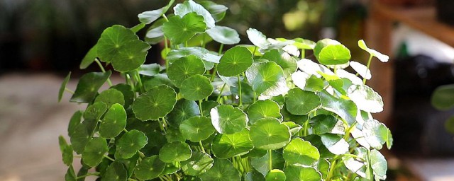 铜钱草有禁忌摆放位置是什么(铜钱草适合放什么地方)