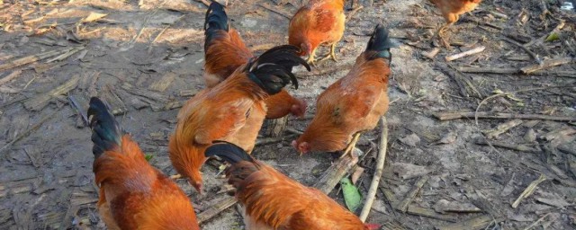 夏天养鸡注意哪些(夏天怎么养鸡才好养)