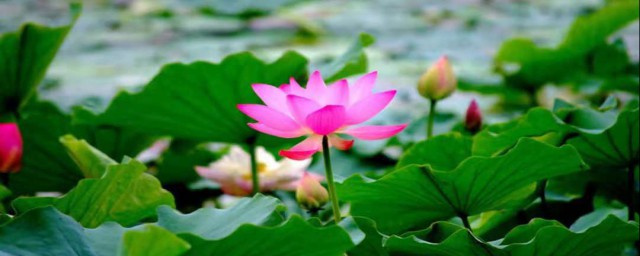 了解荷花的形态有哪些(荷花几种形态)