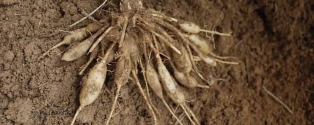 如何保存玉竹(文玩玉竹怎么保存)