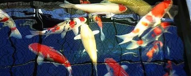 锦鲤蹭缸有什么治疗方法(锦鲤蹭缸原因及解决办法)