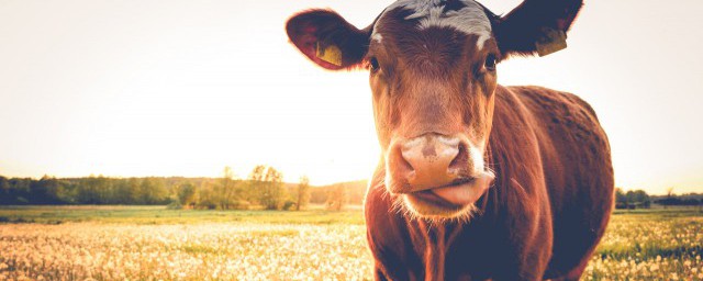 教牛马的解释(牛是牛,马是马)