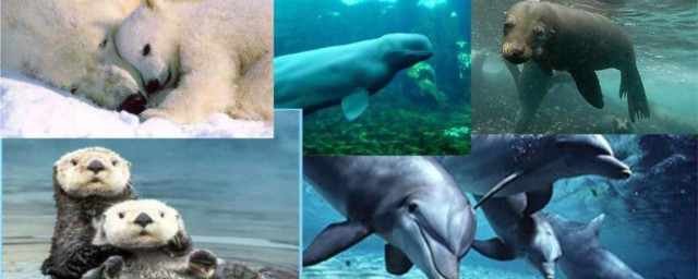 哺乳动物区别于卵生动物的标志介绍(卵生是哺乳动物的特征吗)