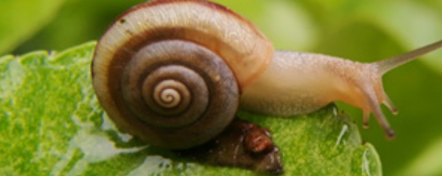 蜗牛简介(极速蜗牛简介)