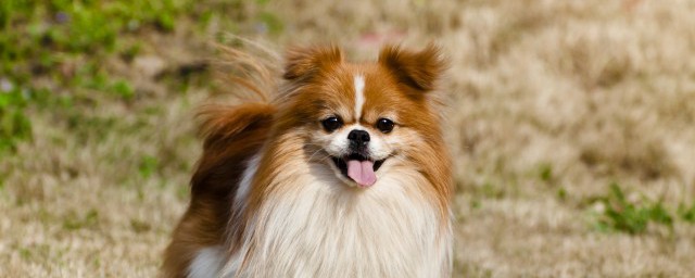 狗不死在家里的原因(狗不会老死家中)