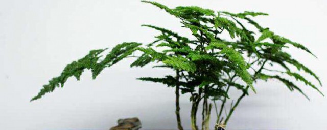 文竹有什么寓意(家里有文竹有什么寓意)