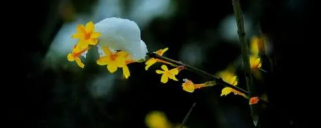 春寒料峭的解释(春寒料峭的解释和拼音)