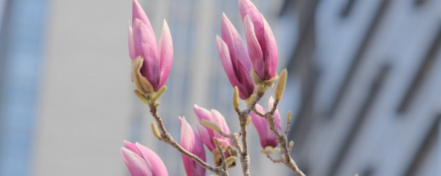 关于玉兰花的花语介绍(玉兰花花语的含义)