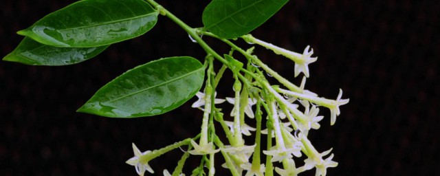 关于夜来香种植注意事项(夜来香能地栽吗)