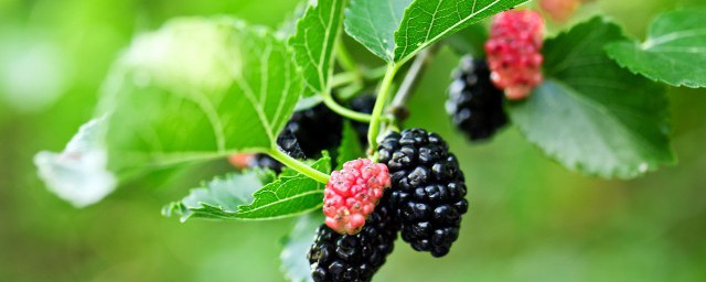 如何保存新鲜桑葚(大量新鲜桑葚怎么保存)