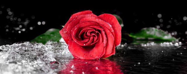 38朵玫瑰代表的意思是什么(38朵玫瑰的含义)