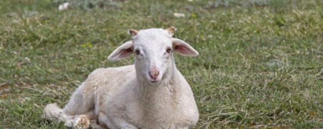 养羊夏天要注意事项(天热养羊应该注意什么)