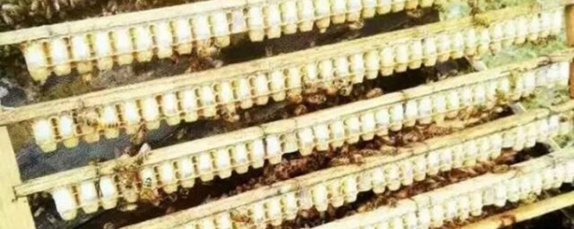 蜂王胎是什么(蜂王胎是什么味道)