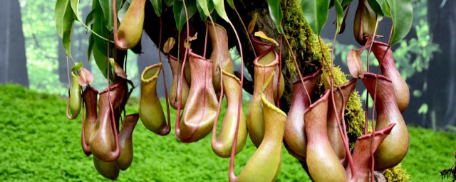 猪笼草的生长习性(猪笼草生长的气候条件)