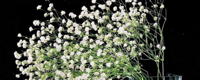 关于满天星的花语介绍(满天星的花语和简介)