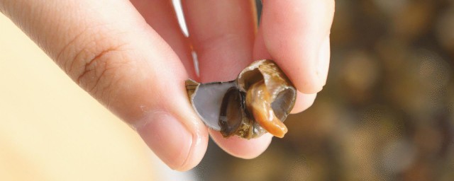 剪螺蛳的小技巧分享(螺蛳屁股怎么剪才又省力又快)