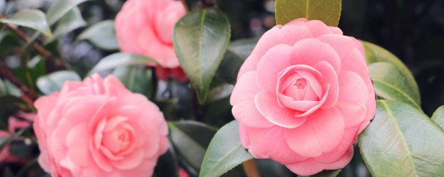 家里为什么不能放假花(请问家里为什么不能放假花)