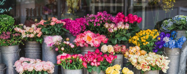 花的花语和寓意举例(各种花的寓意及花语和象征)