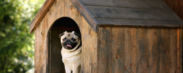 夏天养狗的注意事项有哪些(狗夏天怎么养)