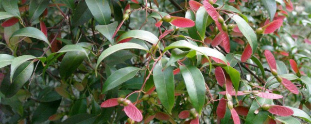 怎样储存红翅槭种子(鸡爪槭的种子怎么脱粒)