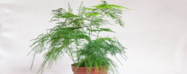 关于文竹花语介绍(文竹的花语及象征意义)