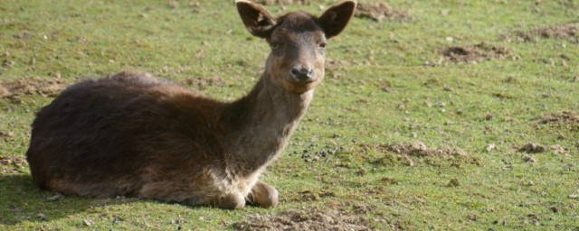 哪些动物最笨呢(什么动物最笨排名)