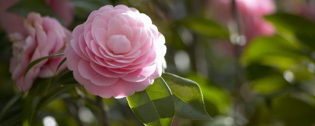 花的形状都有哪些呢(花的形状是什么样的)