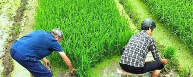 农业中的粮食作物与经济作物的不同(农作物与粮食作物的区别)
