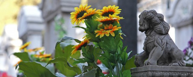 关于向日葵寓意介绍(向日葵的寓意是什么)