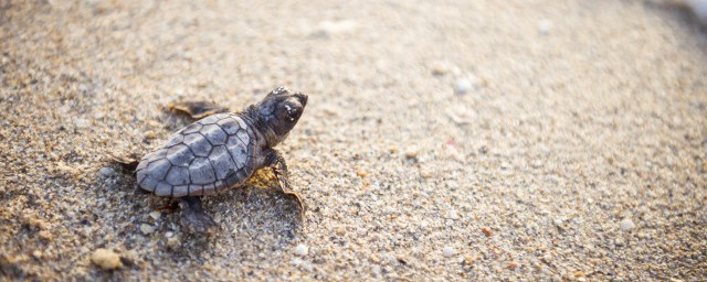 斑纹草龟简介(虎纹草龟和斑纹草龟)