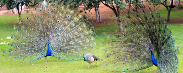 孔雀介绍(云南孔雀介绍)