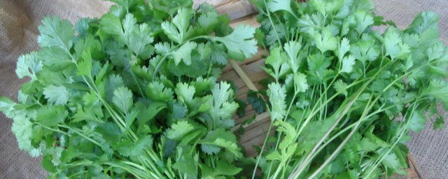 夏天的香菜储存方法(夏天的香菜怎么保存到冬天)