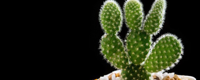 关于仙人掌花语象征与寓意(仙人掌代表花语)