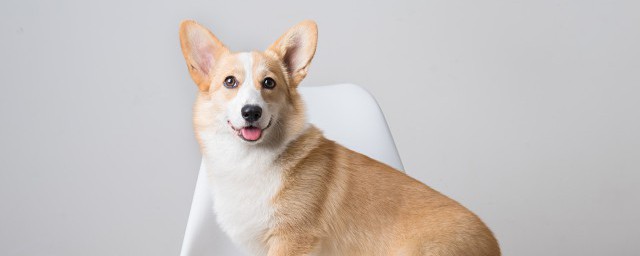 关于中型犬的介绍(中型犬的种类及图片)