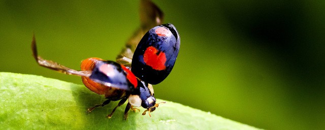 昆虫的特点有哪些(昆虫的特点有哪些(3个以上)
