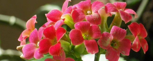 关于长寿花的花语介绍(长寿花的寓意是什么花语又是什么)